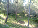 Shady Forest Garden